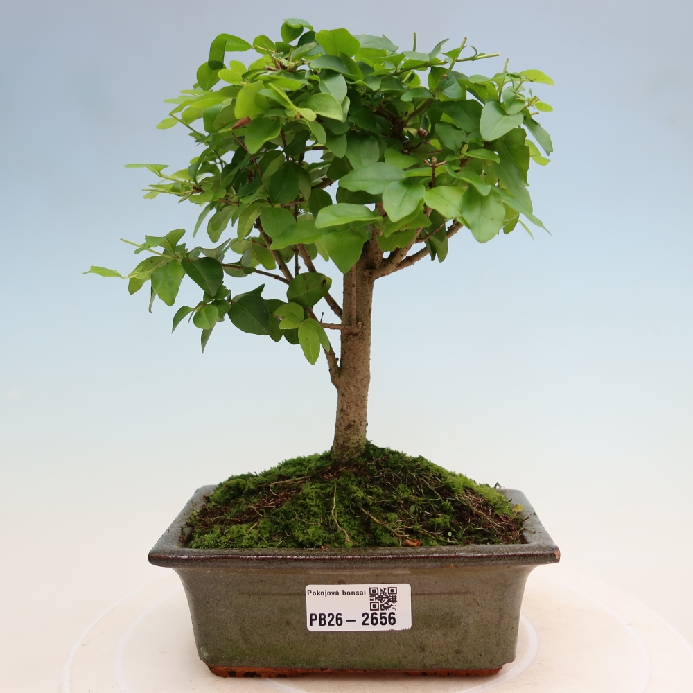 Pokojová bonsai -Ligustrum chinensis - Ptačí zob