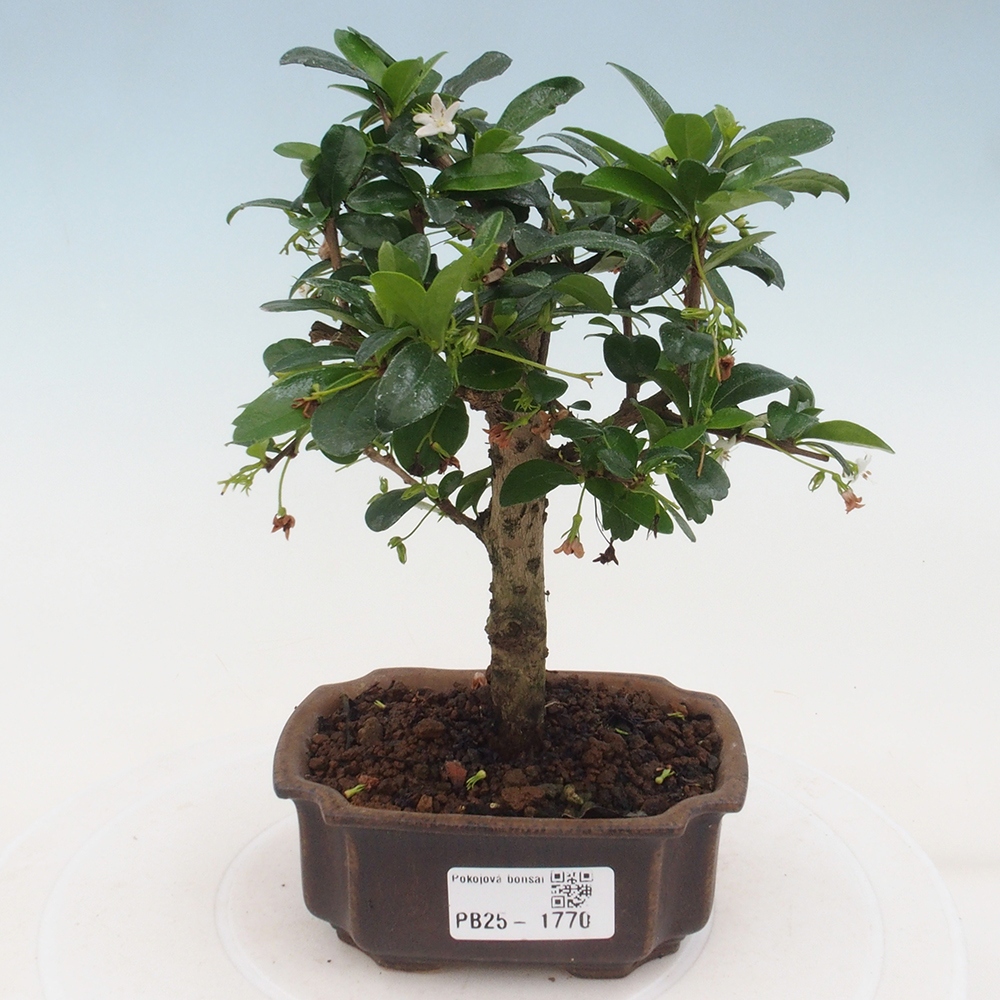 Pokojová bonsai - Carmona macrophylla - Čaj fuki