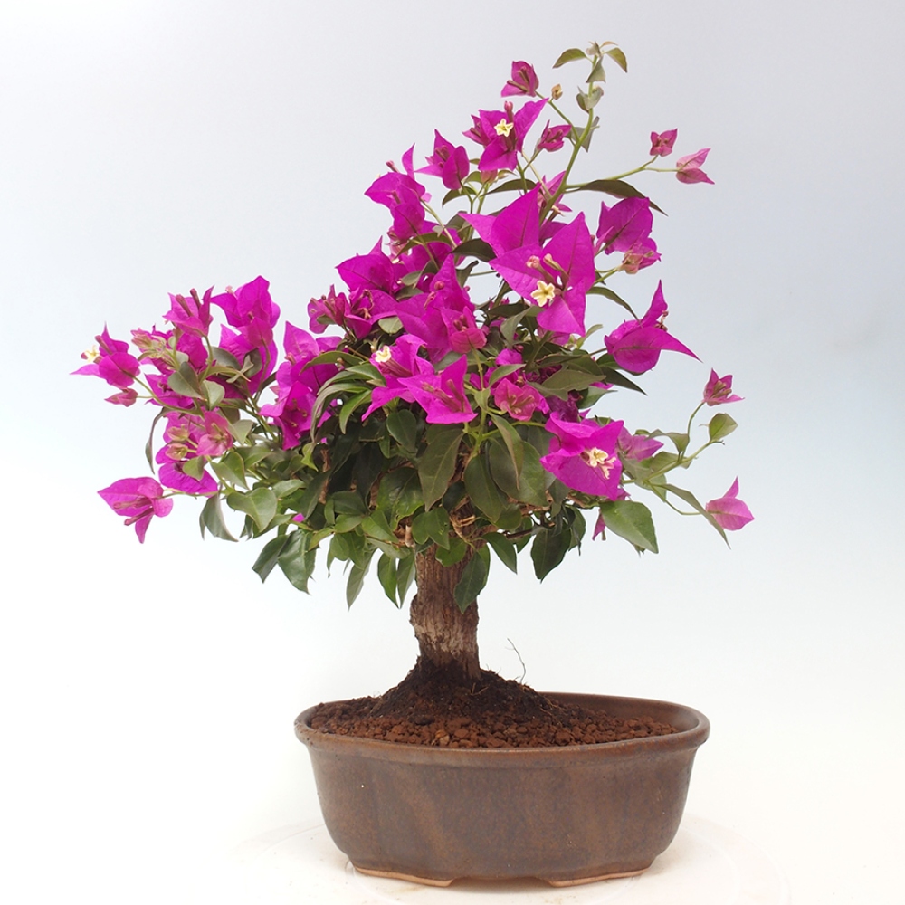 Pokojová bonsai - Bouganwilea