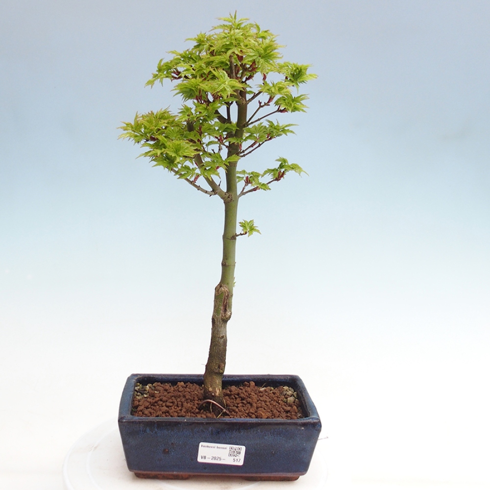 Venkovní bonsai -Javor dlanitolistý Acer palmatum Shishigashira