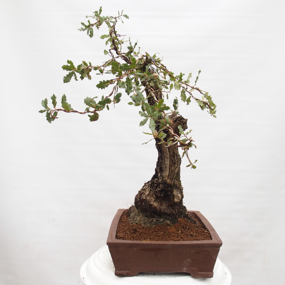 Yamadori - Quercus Ilex -Dub cesmínovitý