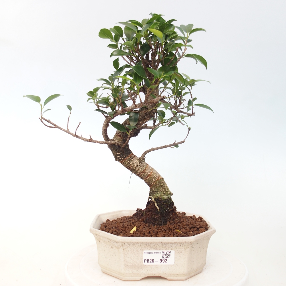 Pokojová bonsai - Ficus retusa -  malolistý fíkus