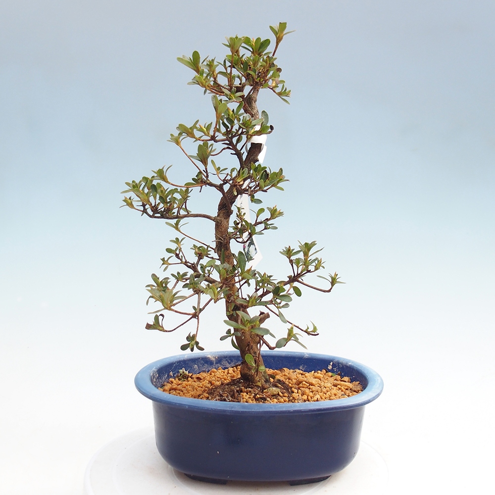 Venkovní bonsai - Japonská azalka - Azalea Yukigesho