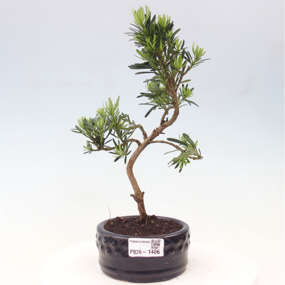 Pokojová bonsai - Podocarpus - Kamenný tis