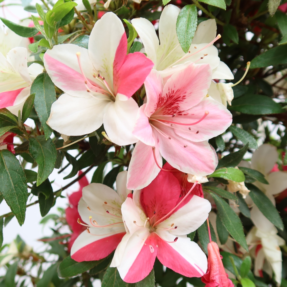 Venkovní bonsai - Japonská azalka - Azalea satsuki