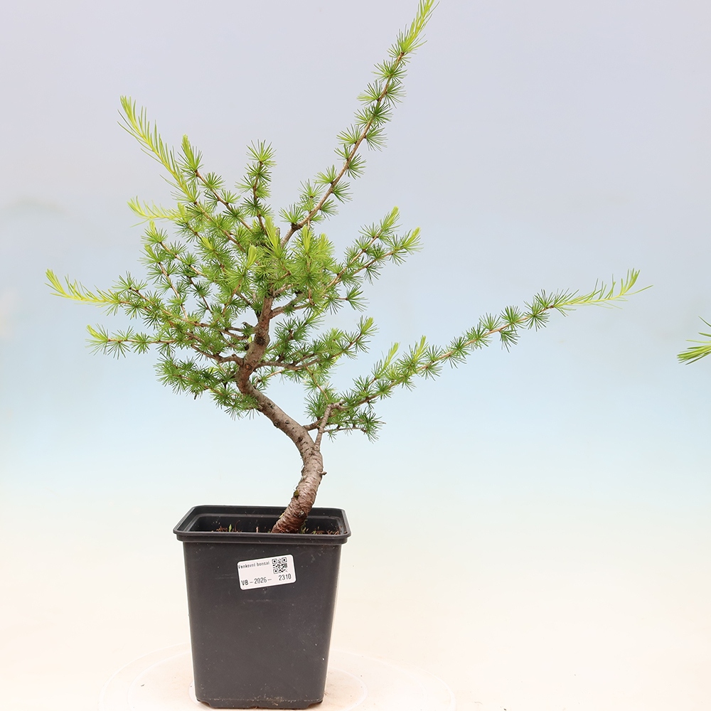 Venkovní bonsai -Larix decidua - Modřín opadavý 
