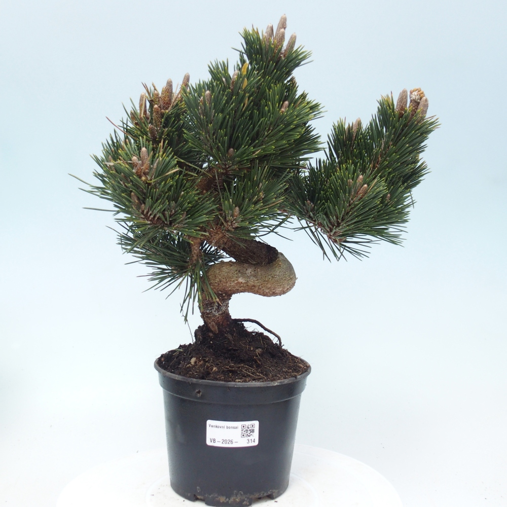 Venkovní bonsai - Pinus thunbergii senjyumaru - Borovice thunbergova