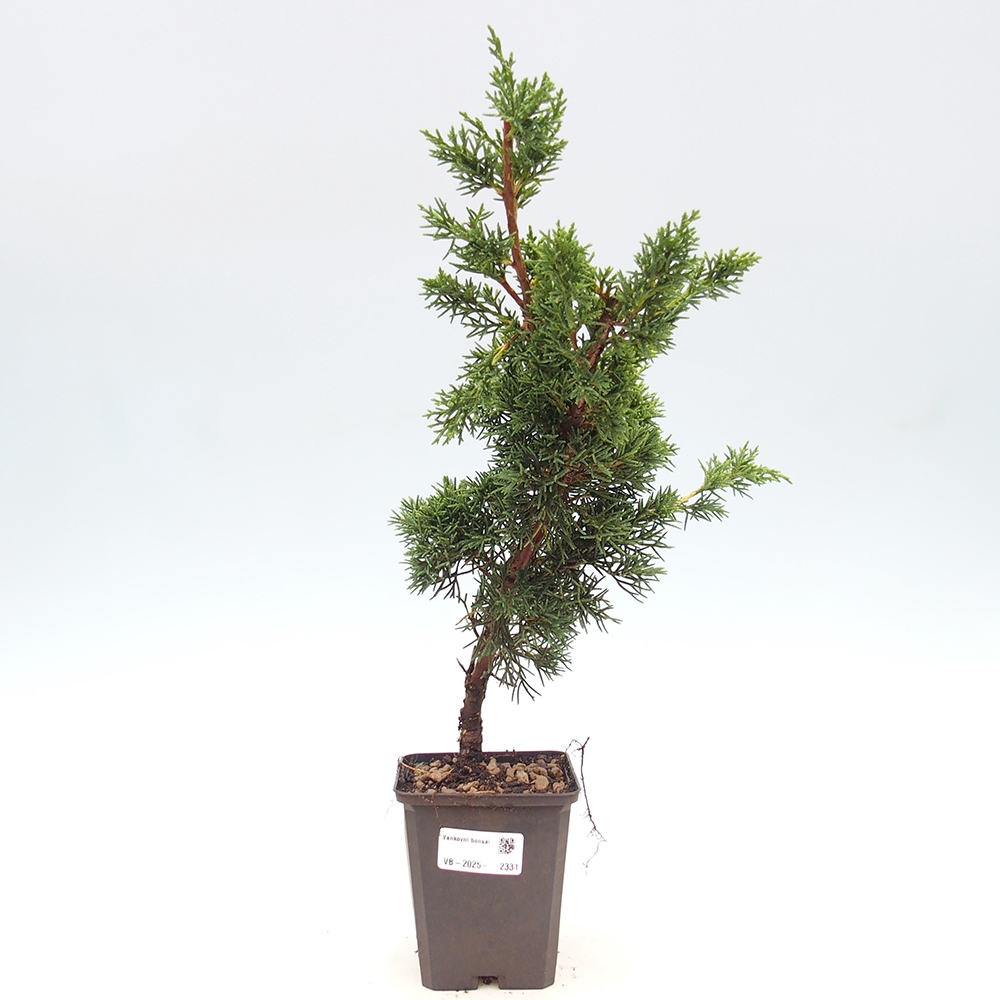 Venkovní bonsai - Juniperus chinensis Kishu -Jalovec čínský