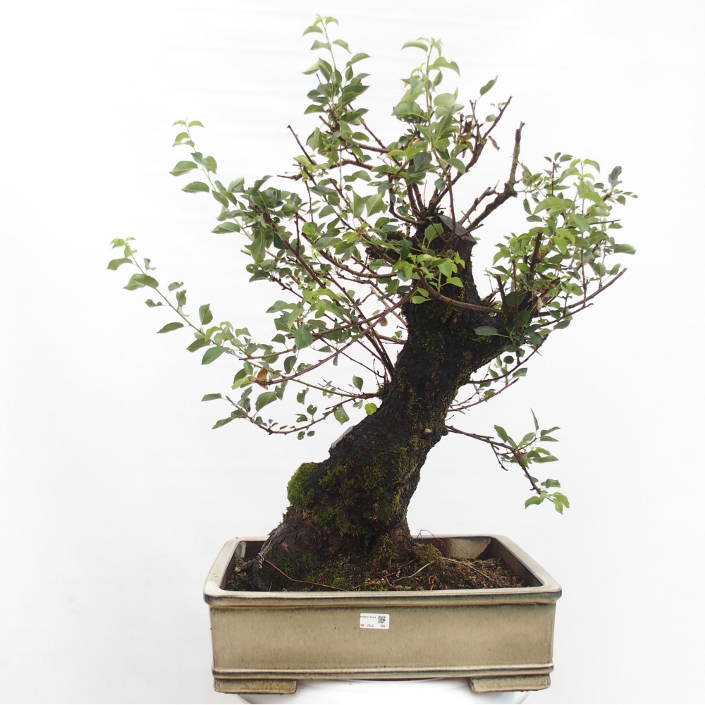 Venkovní bonsai - Mahalebka - Prunus mahaleb