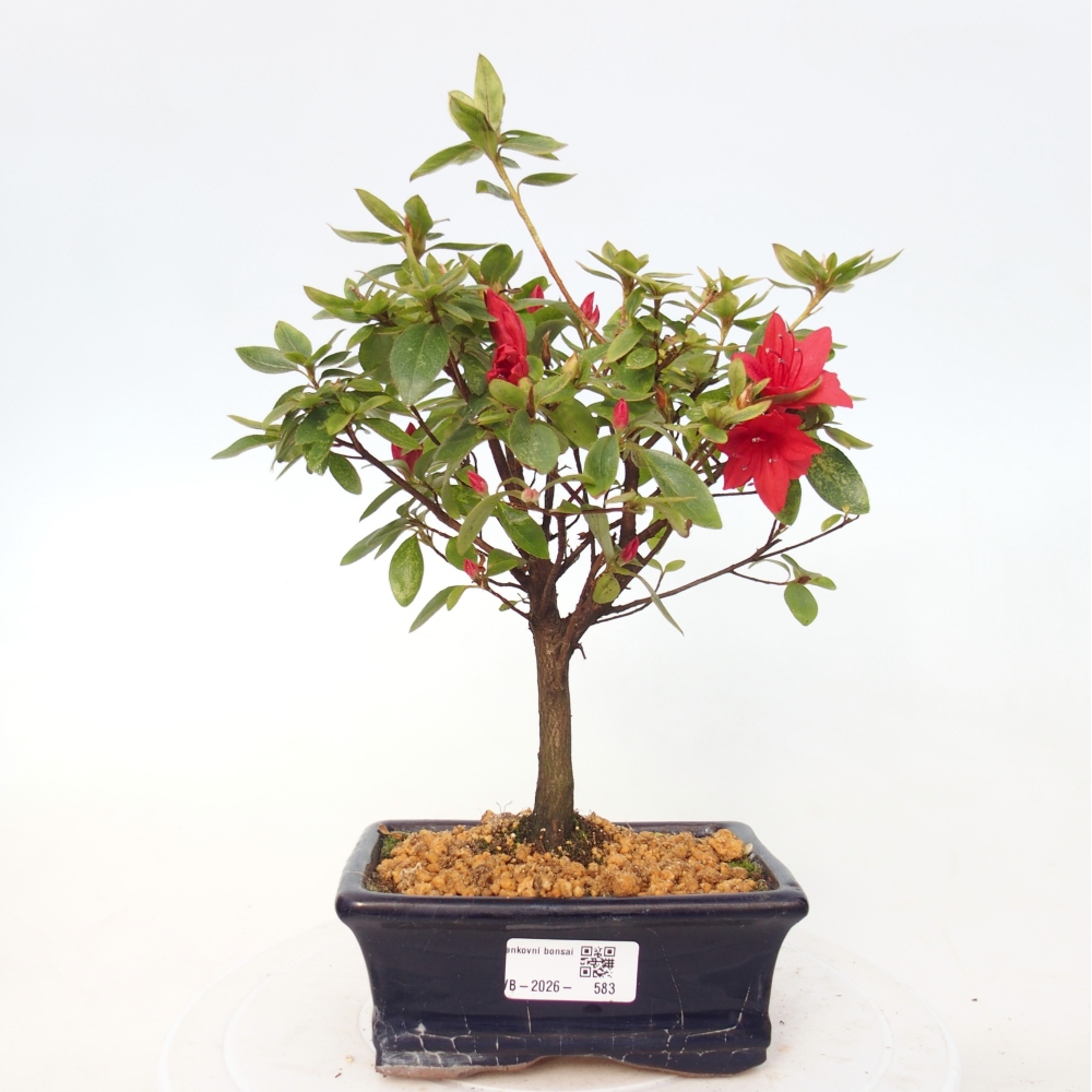 Venkovní bonsai - Japonská azalka - Azalea sp.