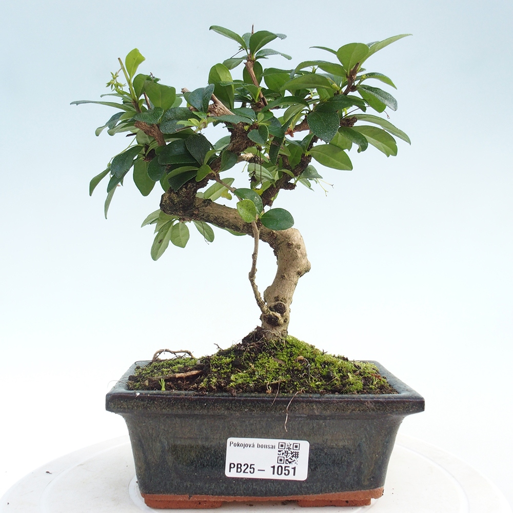 Pokojová bonsai - Carmona macrophylla - Čaj fuki