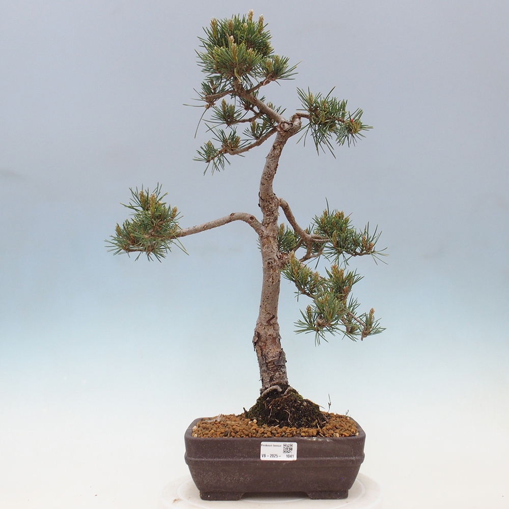 Venkovní bonsai - Pinus Sylvestris Watererri - Borovice lesní
