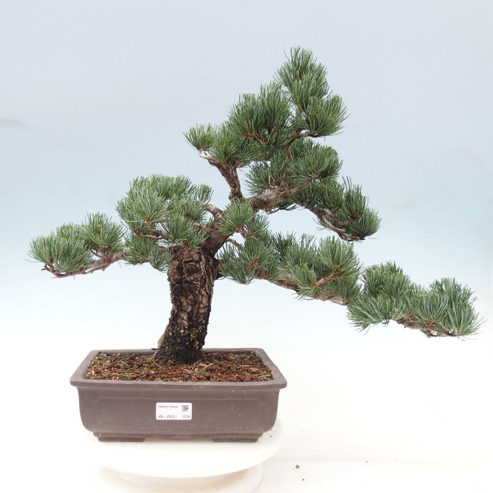 Venkovní bonsai - Pinus parviflora - Borovice drobnokvětá
