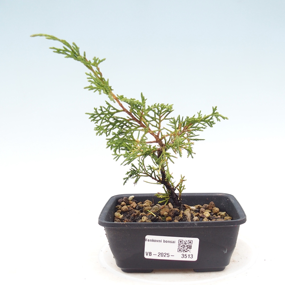 Venkovní bonsai - Juniperus chinensis Itoigawa -Jalovec čínský