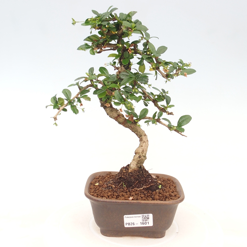 Pokojová bonsai - Carmona macrophylla - Čaj fuki