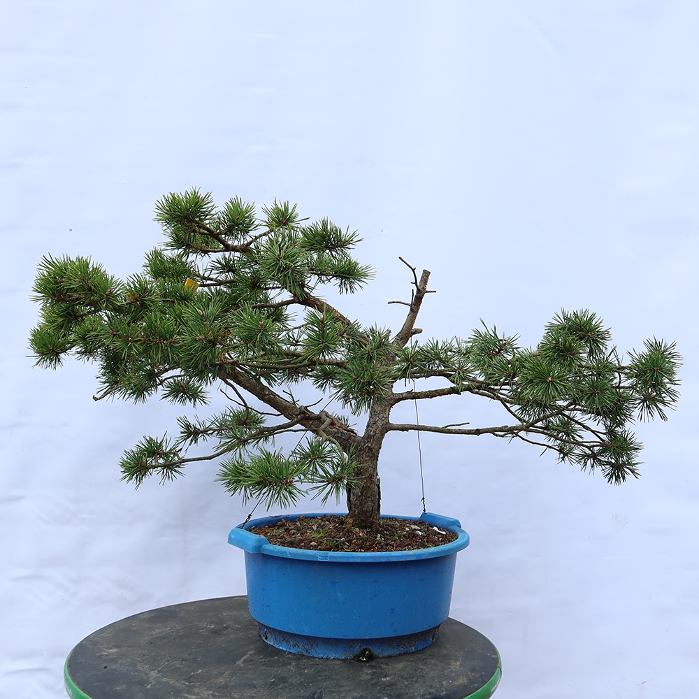 Pinus sylvestris Španělsko - borovice lesní