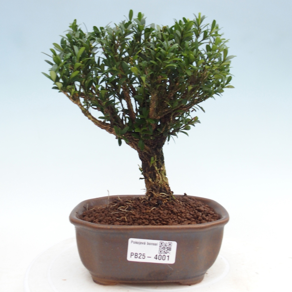 Pokojová bonsai - Buxus harlandii - korkový buxus