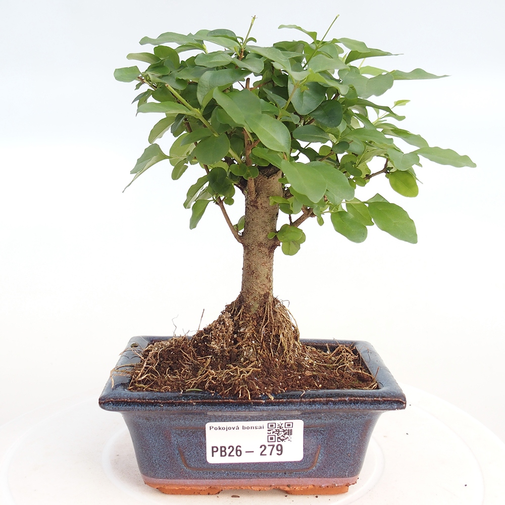 Pokojová bonsai -Ligustrum chinensis - Ptačí zob