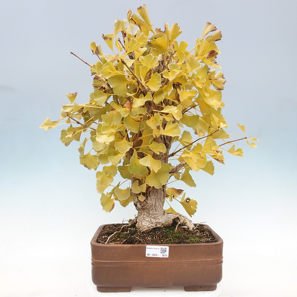 Venkovní bonsai - Jinan dvoulaločný - Ginkgo biloba