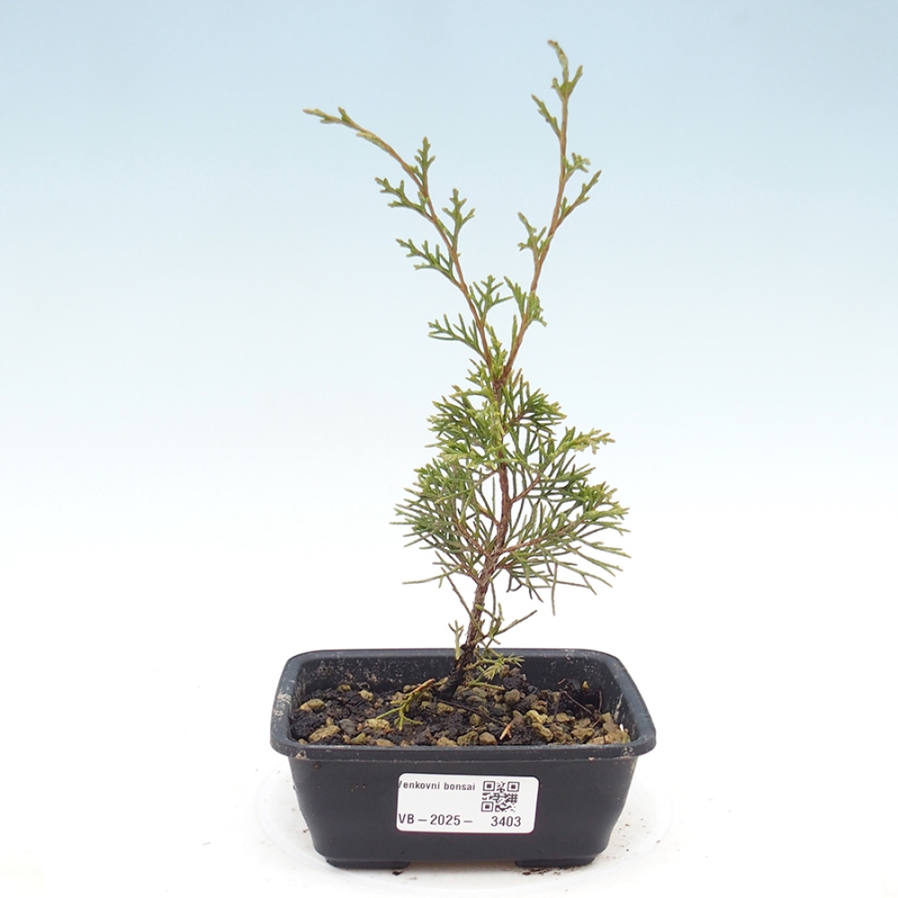 Venkovní bonsai - Juniperus chinensis Itoigawa -Jalovec čínský