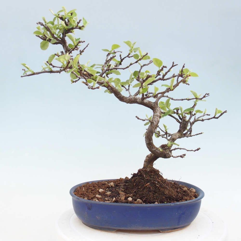 Venkovní  bonsai -  Chaneomeles chinensis - Kdoulovec čínsky