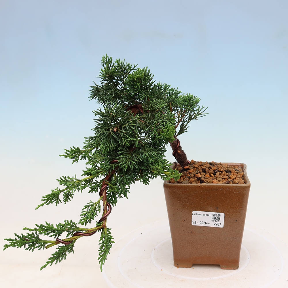Venkovní bonsai - Juniperus chinensis Kishu -Jalovec čínský