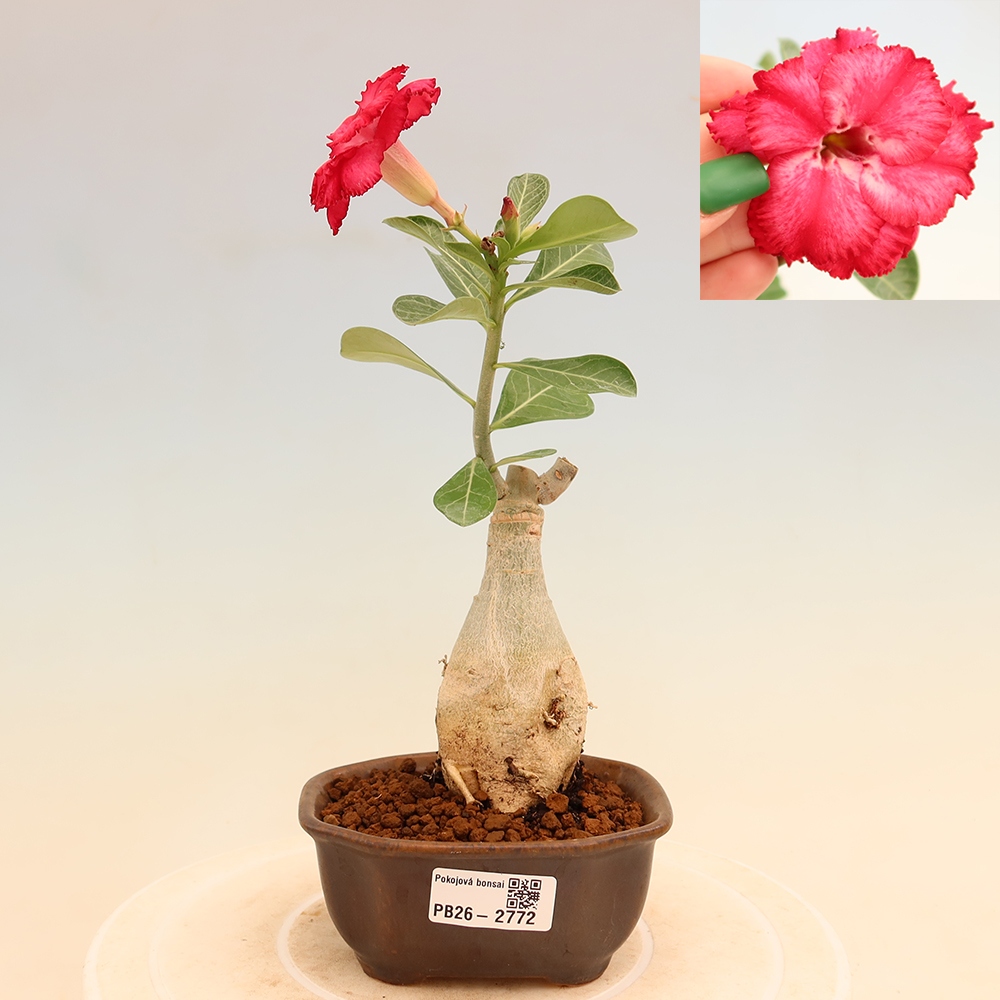 Pokojová bonsai - Adenium obesum roubovaná V.F.S.326  - Pouštní růže