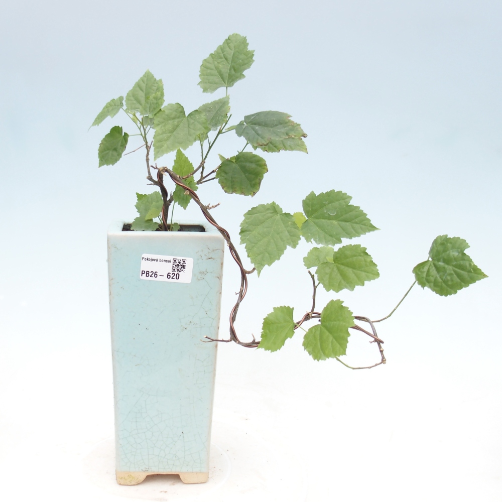 Pokojová bonsai - Abutilon Big Bell - Mračňák poříční