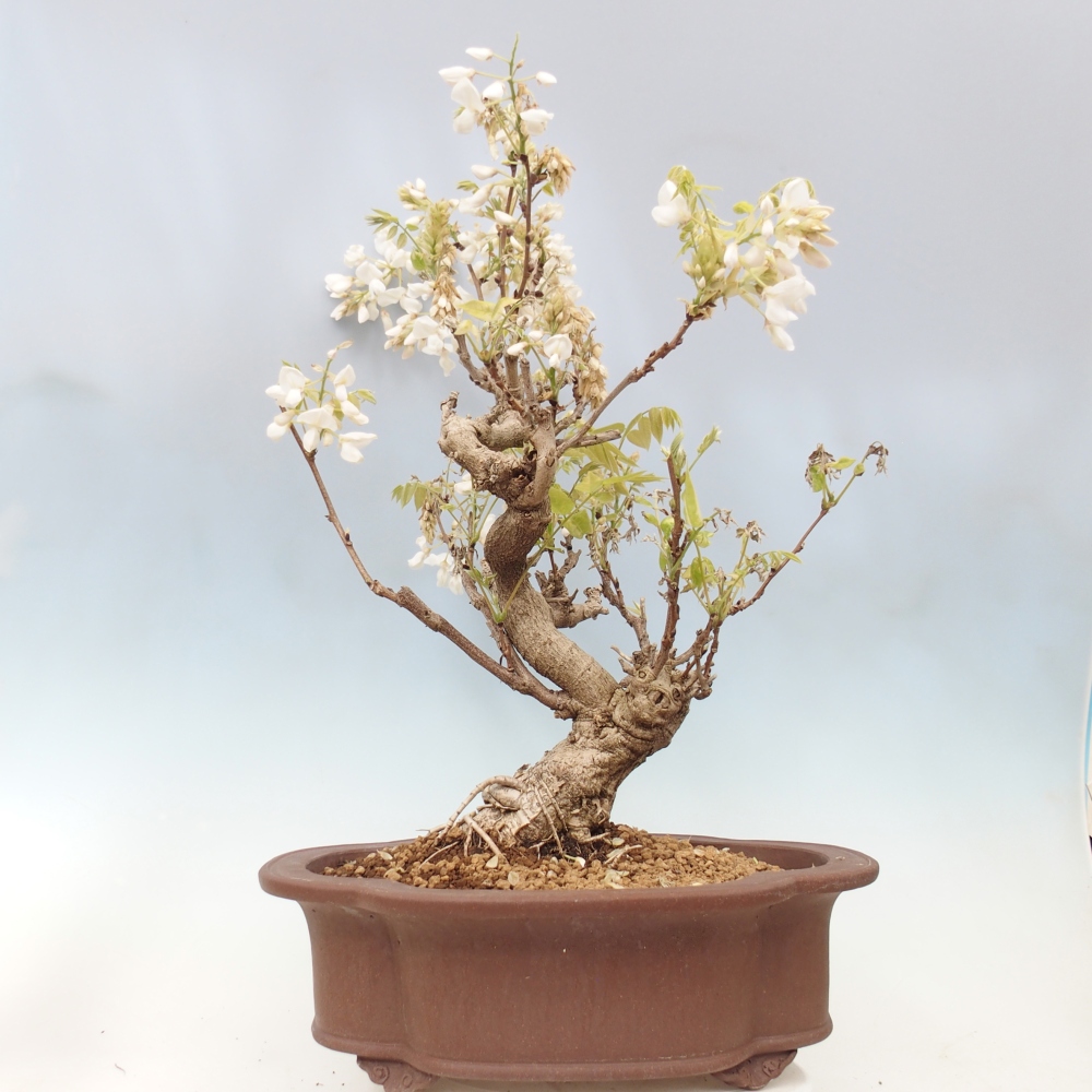 Venkovní bonsai - Vistarie  - Wisteria 