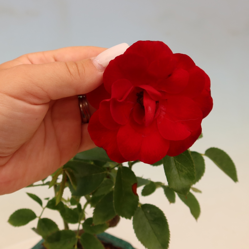Venkovní bonsai - Rosa Kordes -  růže