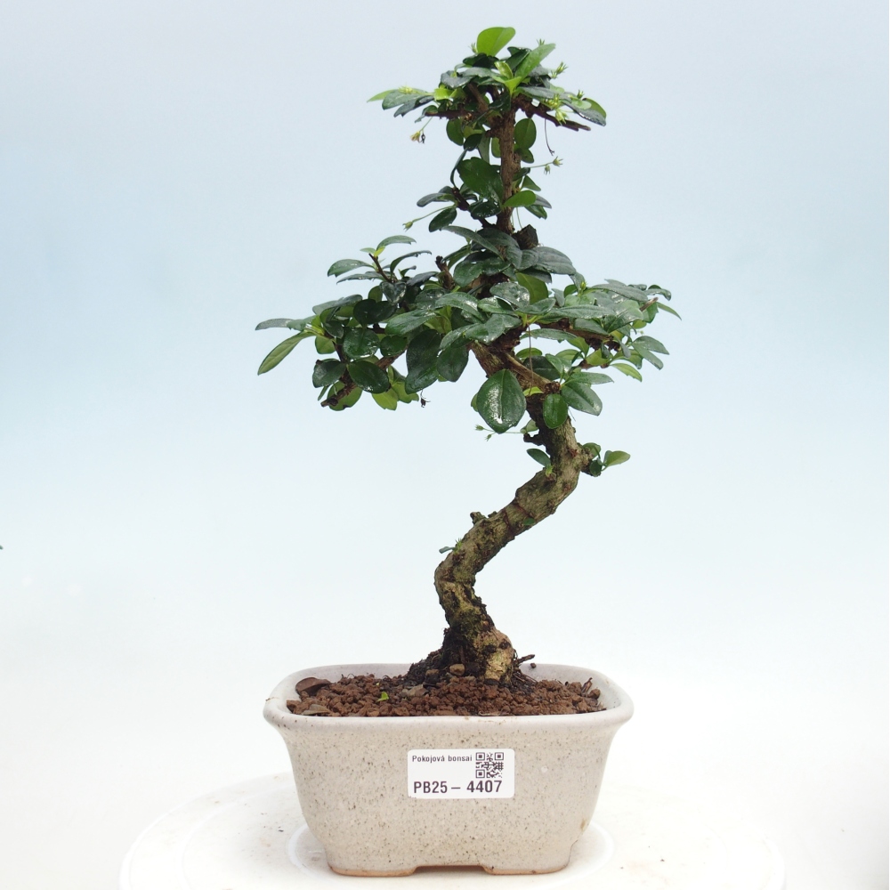 Pokojová bonsai - Carmona macrophylla - Čaj fuki