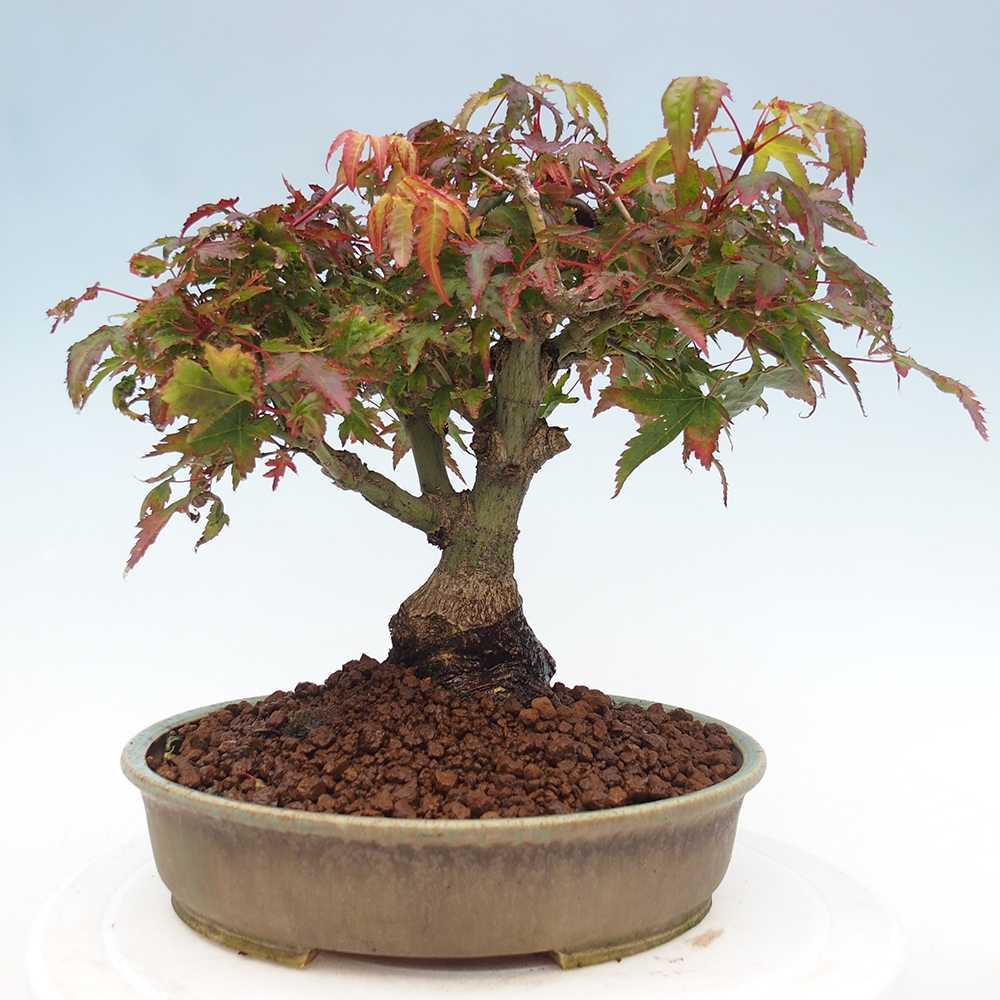 Acer palmatum KIOHIME - Javor dlanitolistý