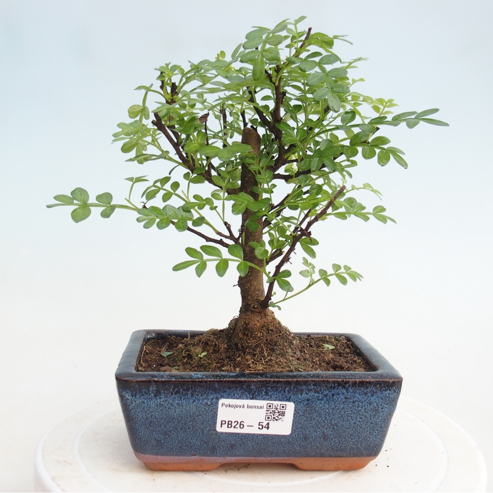 Pokojová bonsai - Zantoxylum piperitum - pepřovník