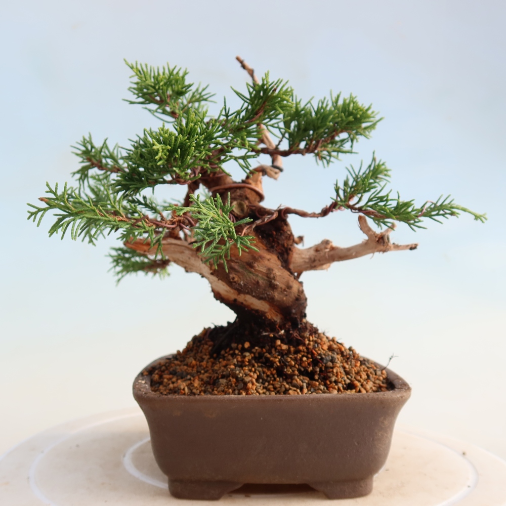 Venkovní bonsai - Juniperus chinensis Itoigawa -Jalovec čínský