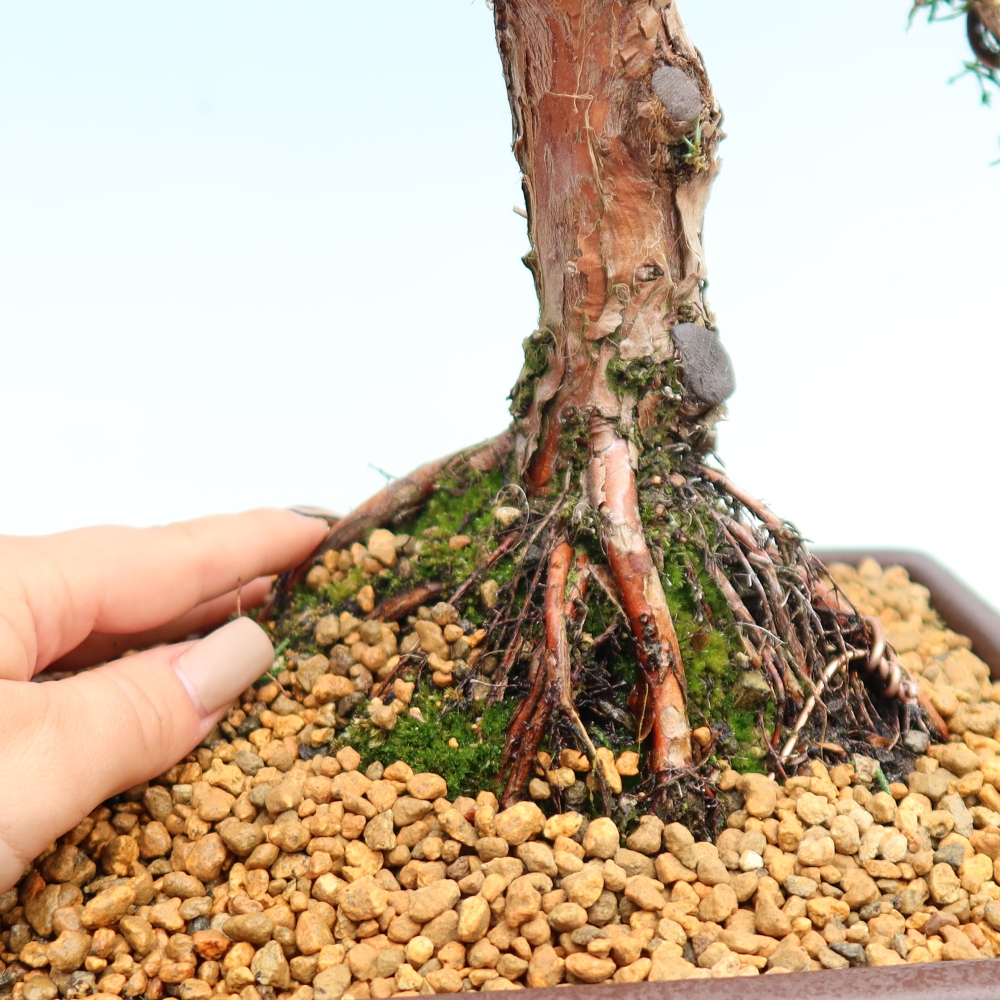 Venkovní bonsai - Juniperus chinensis Kishu -Jalovec čínský