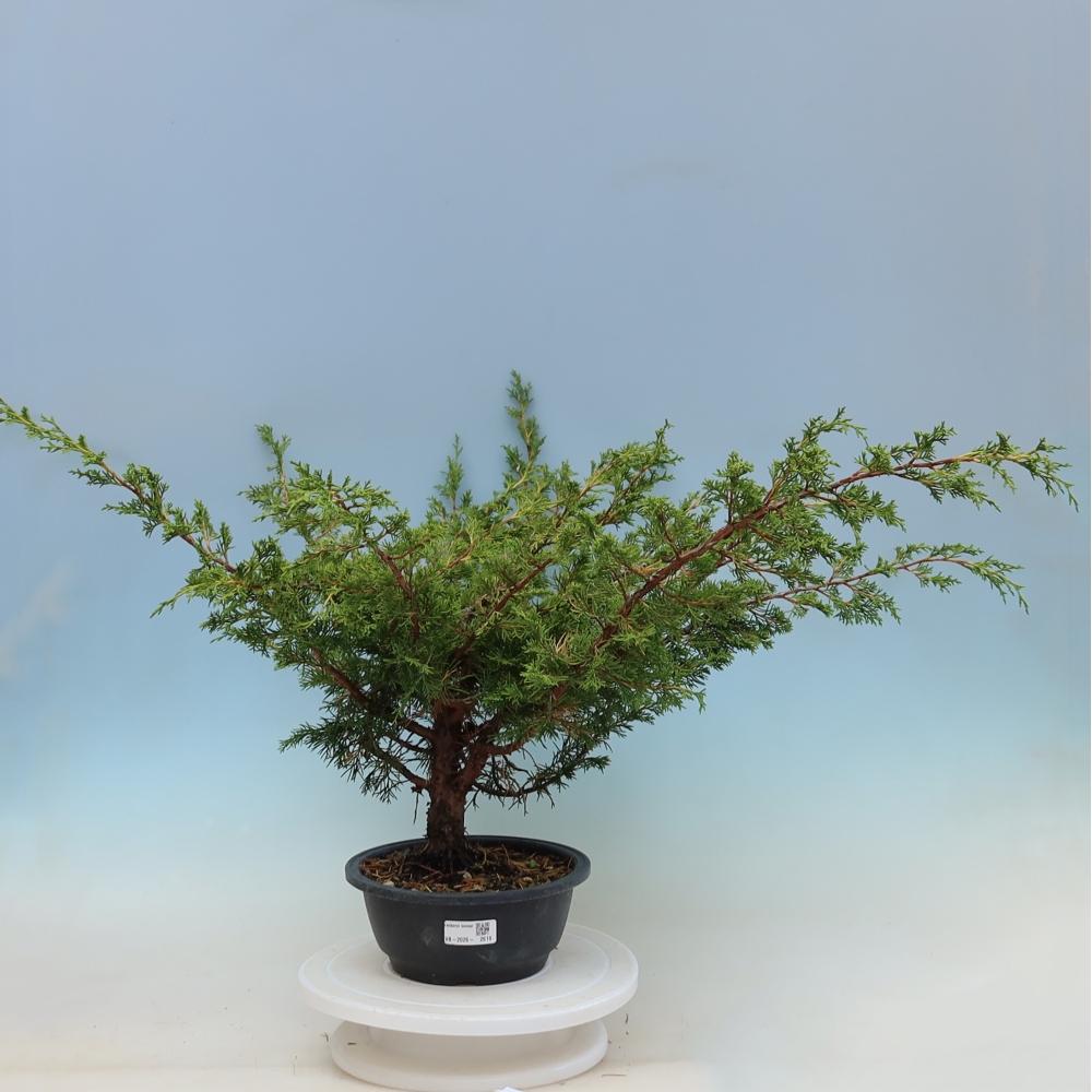 Venkovní bonsai - Juniperus chinensis Itoigawa -Jalovec čínský