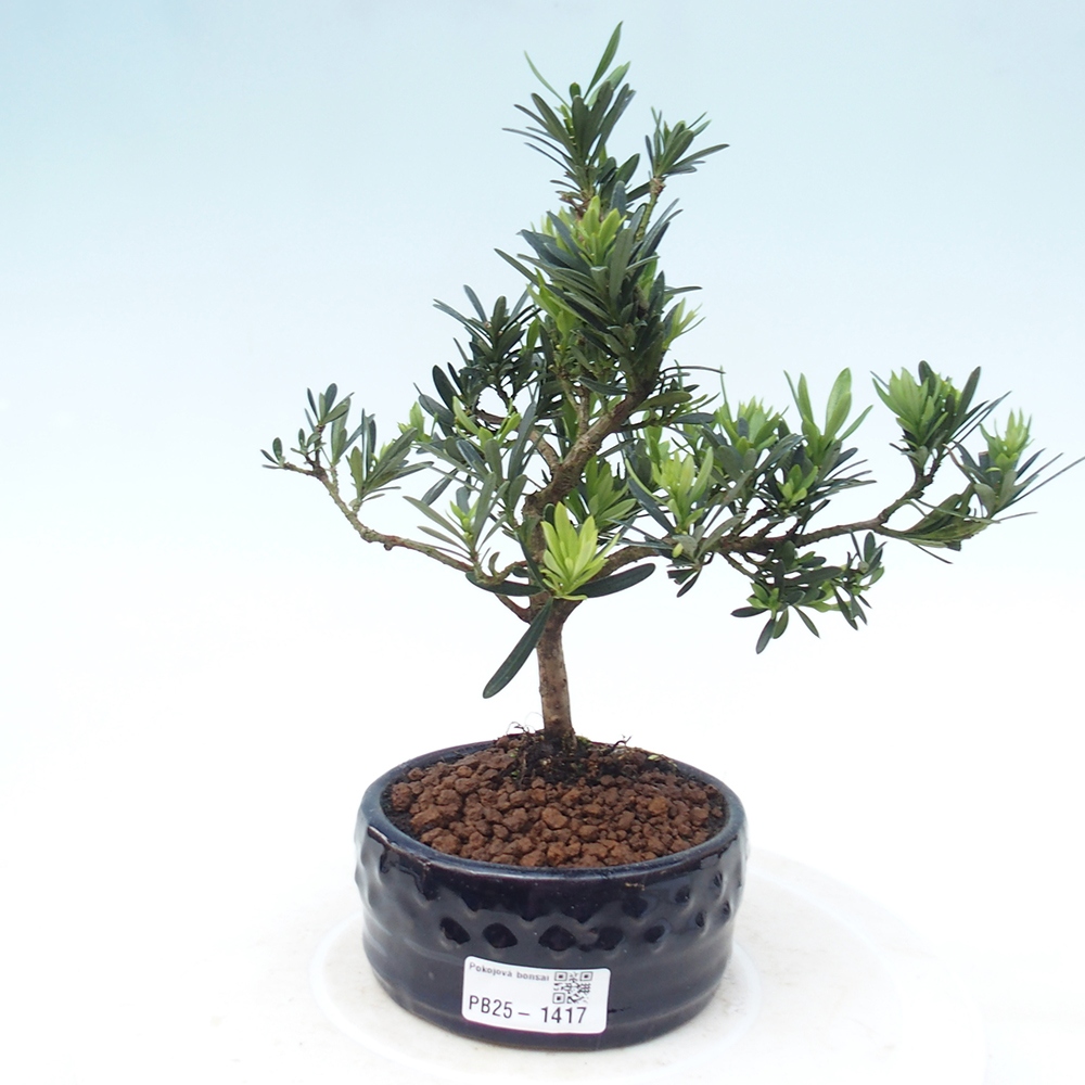 Pokojová bonsai - Podocarpus - Kamenný tis