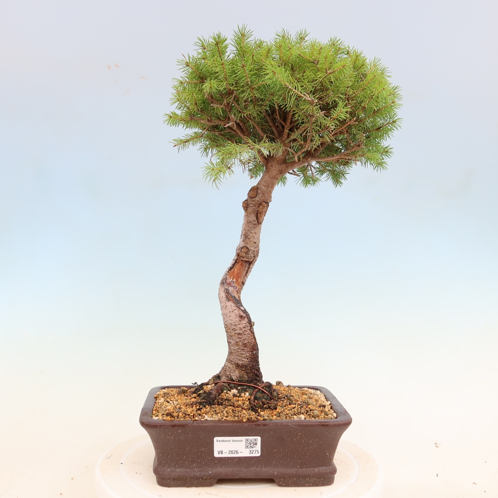 Venkovní bonsai- Smrk kulovitý - Picea glauca globe