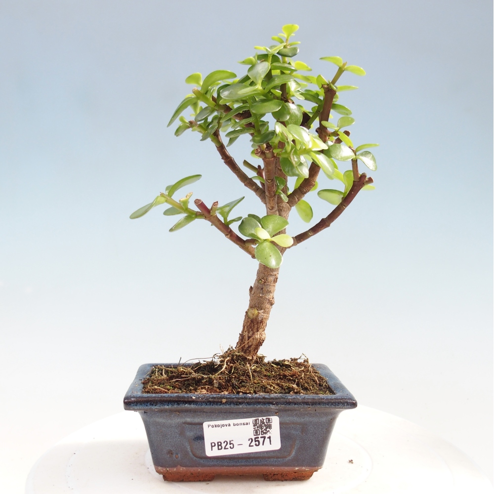 Pokojová bonsai - Portulakaria Afra - Tlustice