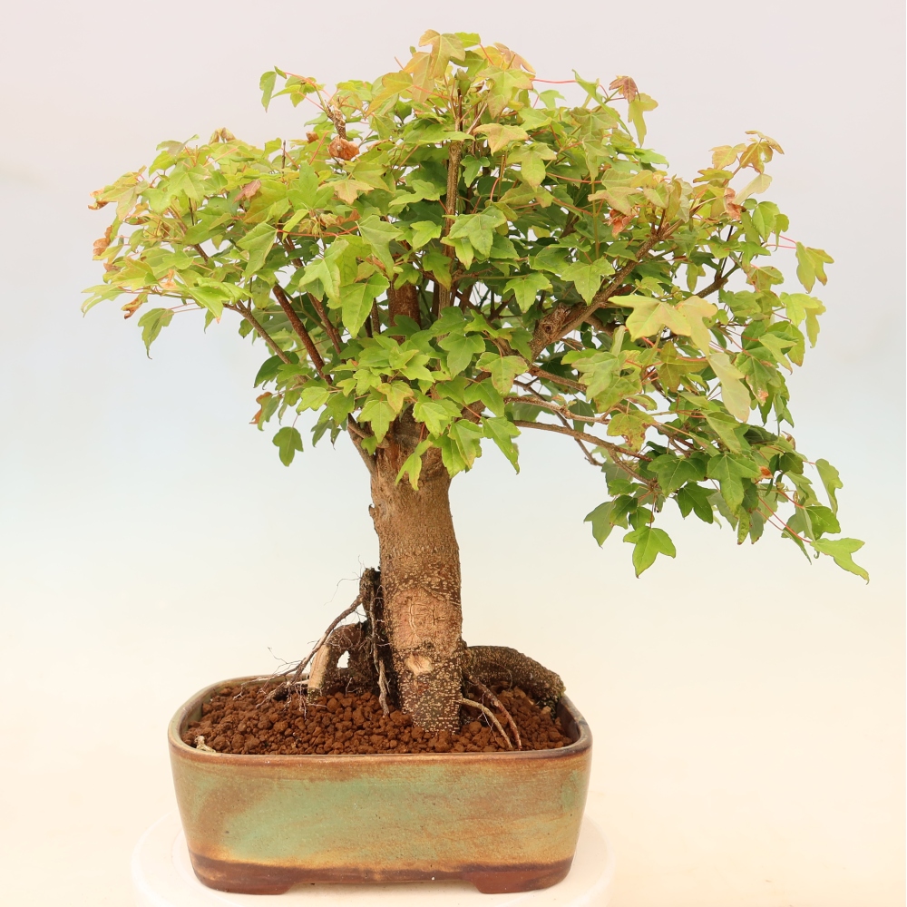 Venkovní bonsai - Javor Burgerův - Acer Burgerianum 