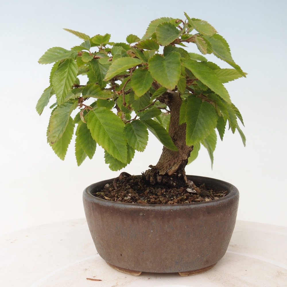 Venkovní bonsai -Carpinus CARPINOIDES - Habr korejský
