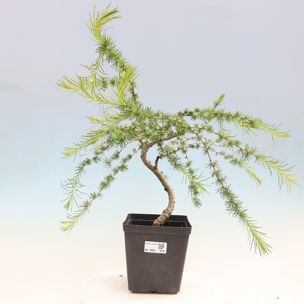Venkovní bonsai -Larix decidua - Modřín opadavý 