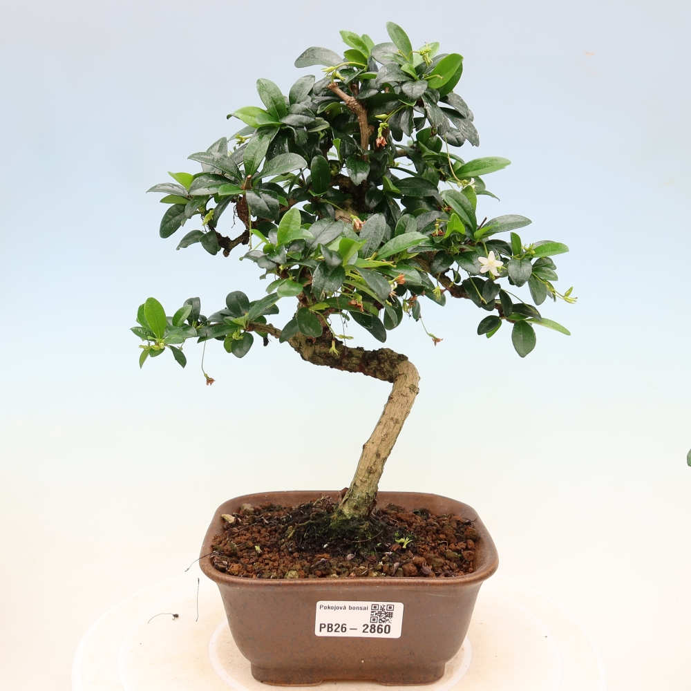Pokojová bonsai - Carmona macrophylla - Čaj fuki