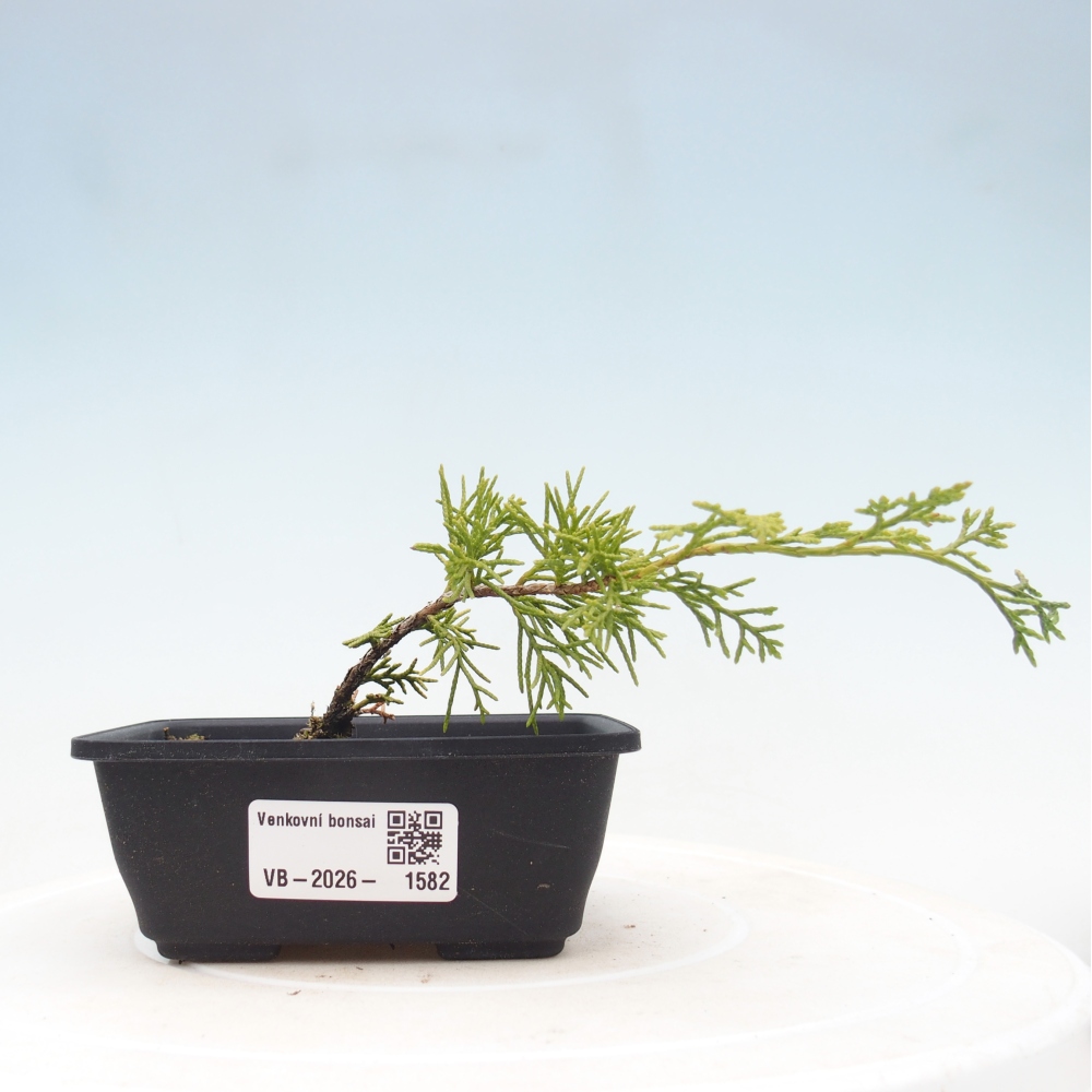 Venkovní bonsai - Juniperus chinensis Itoigawa -Jalovec čínský
