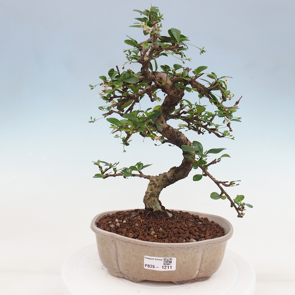 Pokojová bonsai - Carmona macrophylla - Čaj fuki