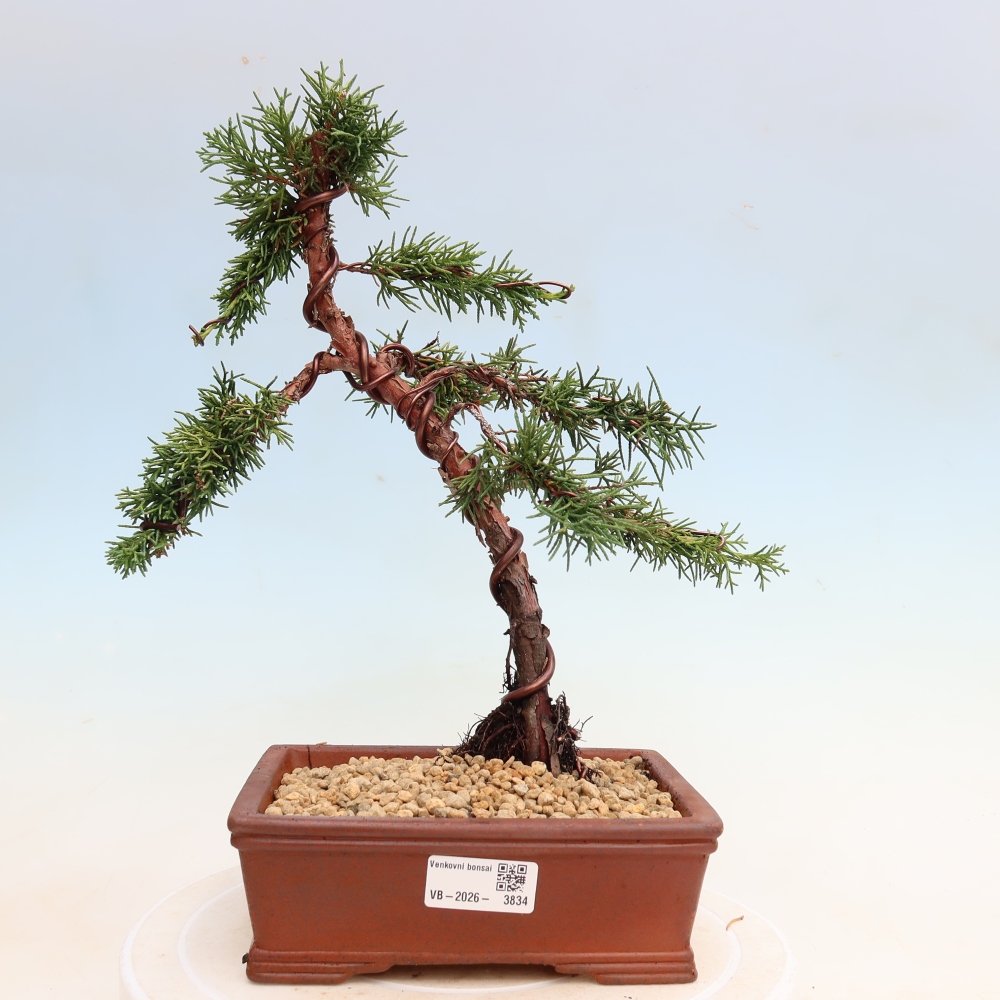 Venkovní bonsai - Juniperus chinensis Kishu -Jalovec čínský