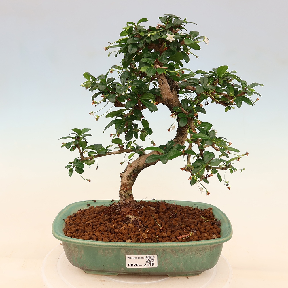 Pokojová bonsai - Carmona macrophylla - Čaj fuki