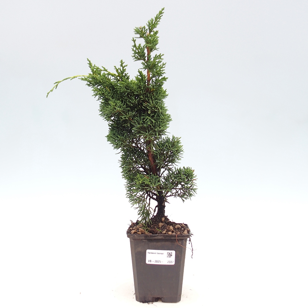 Venkovní bonsai - Juniperus chinensis Kishu -Jalovec čínský
