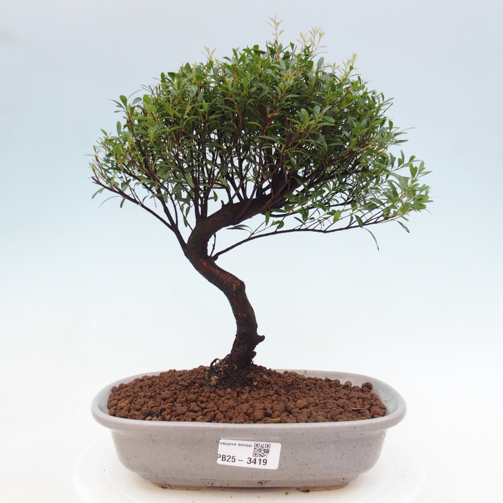 Pokojová bonsai - Syzygium - Pimentovník