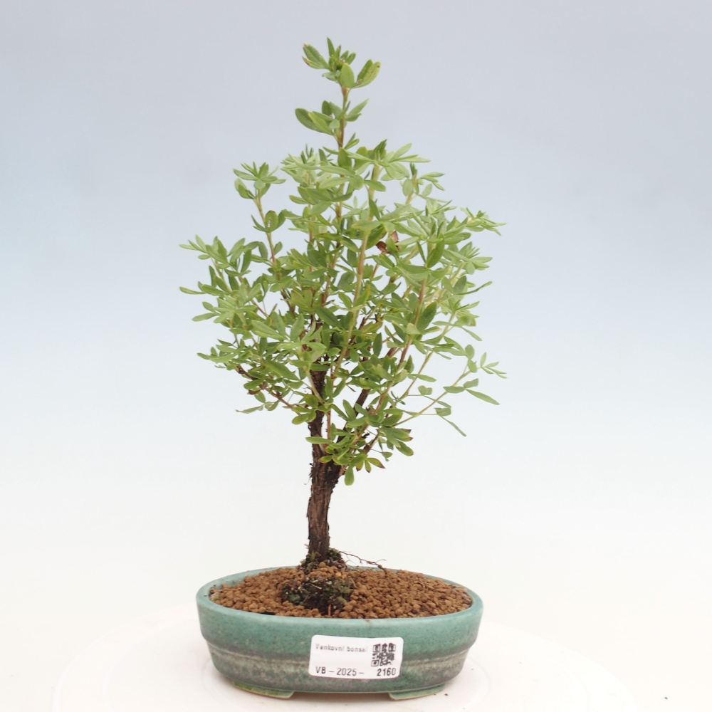 Venkovní bonsai-Mochna křovitá - potentila fruticosa yellow Bird